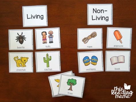 sorting picture cards as living vs non-living Living Vs Nonliving Preschool, Science Pictures, Plants Kindergarten, Living And Nonliving, Fun Worksheets For Kids, Social Studies Education, Plants Unit, Life Skills Classroom, Teaching Geography