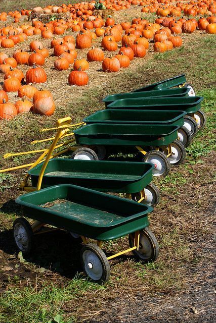 Pumpkin Patch Business, Homestead Business, Pumpkin Patch Birthday, Pumpkin Patch Farm, Pumpkin Patch Party, Pumpkin Patch Photoshoot, Best Pumpkin Patches, Pumpkin Patch Sign, Crunchy Leaves