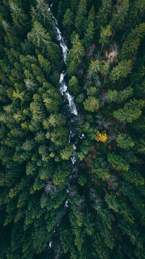 숲 사진, Aerial Images, Aerial Photograph, Green Heart, Evergreen Trees, Graphic Wallpaper, Aerial Photo, Cool Landscapes, Drone Photography