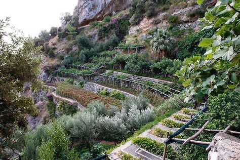 Terraced Permaculture Garden, Terraced Farming, Hillside Farming, Terraced Vegetable Garden, Steep Backyard, Hillside Farms, Appropriate Technology, Kitchen Gardens, Hillside Garden