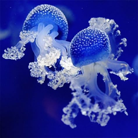 Color Projects, Creature Marine, Behind Blue Eyes, Beautiful Sea Creatures, Aquatic Life, Underwater Creatures, Underwater Life, Water Life, Jelly Fish