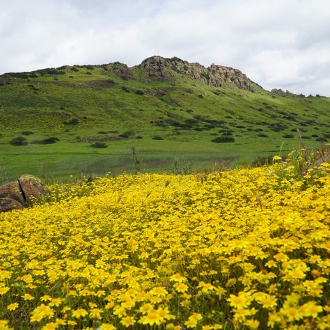 California Goldfields with Mountclef Ridge in the background in Wildwood Park Thousand Oaks March 2019. Thousand Oaks California, Spring Wildflowers, Ventura County, Thousand Oaks, Hiking Trails, Spring Time, Wild Flowers, California, Natural Landmarks