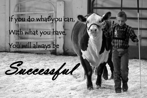 Cattle Quotes, Livestock Quotes, Showing Cattle, Quotes Country, Livestock Judging, Cow Quotes, Show Steers, Show Cows, Cattle Barn