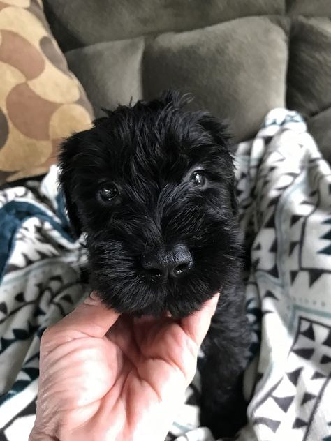 Giant Schnauzer Puppies For Sale | Mitchell, IN Giant Schnauzer Puppy, Schnauzer Puppies, Shih Tzu Funny, Giant Schnauzer, Adoptable Beagle, Schnauzer Puppy, Mini Schnauzer, Pugs Funny, Airedale Terrier