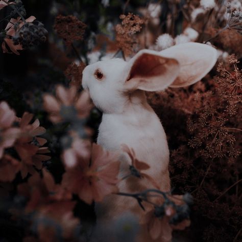 Dark Rabbit Aesthetic, Birth Marks Aesthetic, Rabbit Aesthetic Dark, Beautiful Creatures Aesthetic, Rabbits Aesthetic, White Rabbit Aesthetic, Curious Aesthetic, Kv Rose, Aesthetic Rabbit