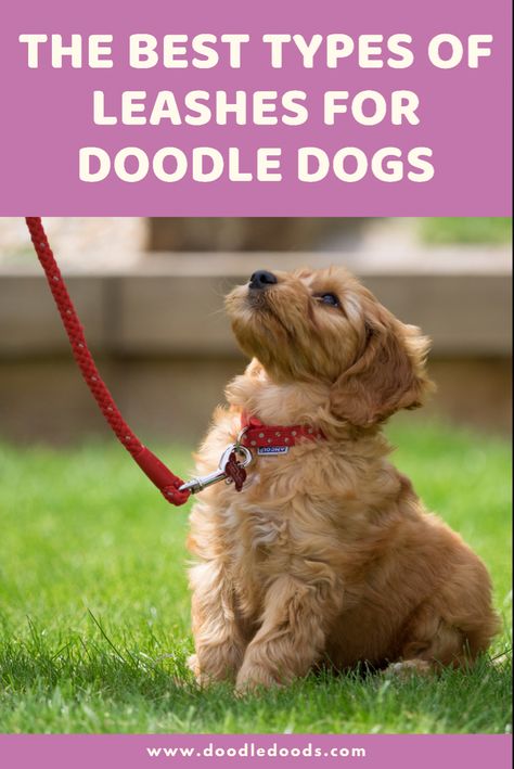 Best Leash For Fluffy Doodle Dogs Golden Doodle Training Tips, Goldendoodle Tips, Honey Doodle, Rocky Training, Goldendoodle Training, Mini Cockapoo, Cute Goldendoodle, Mini Goldendoodles, Golden Doodle Puppy