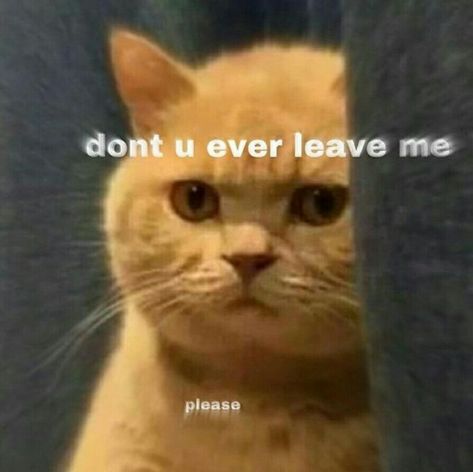 Don't Leave Me, Cute Cat Memes, Cute Love Memes, Don't Leave, Funny Reaction Pictures, Funny Animal Memes, Wholesome Memes, Cute Memes