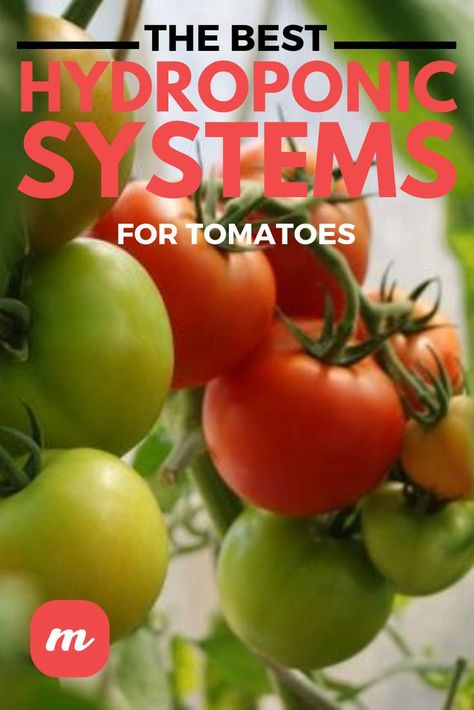 Hydroponic Tomatoes Diy, Hydroponic Tomatoes, Aeroponic Gardening, Growing Tomatoes Indoors, Hydroponic Vegetables, Hydroponic Garden, Hydroponic Systems, Tomato Farming, Hydroponic Farming