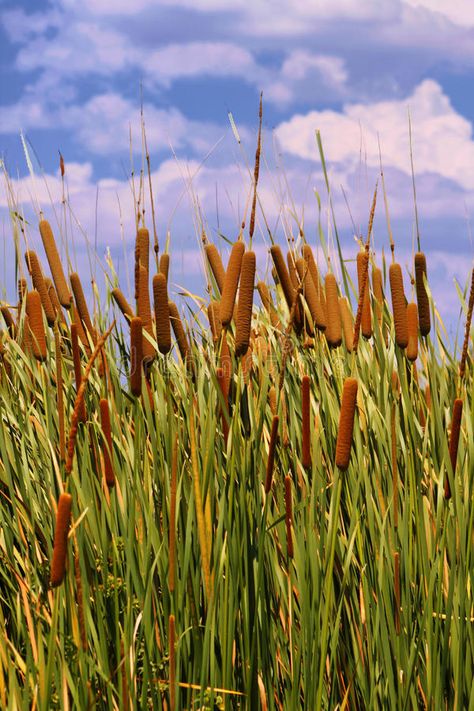 HDR Image of Cattails (Typha orientalis). With is Brown Sausage Like Flowers , #Ad, #Cattails, #Typha, #HDR, #Image, #Sausage #ad Cat Tails Plant, Broadleaf Cattail, Cattail Plant, Plant Paintings, Coast Painting, Inspiration Artwork, Cat Tails, Banana Breakfast, River Painting