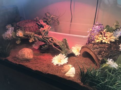 Cute Snake Enclosure Ideas, Cute Snake Enclosure, Snake Furniture, Sand Boa Enclosure, Ball Python Enrichment, Hognose Enclosure, Snake Habitat Ideas, Snake Enrichment, Ball Python Enclosure