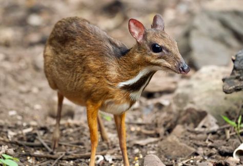 Mouse Deer, Monster Dolls, Unusual Animals, Pretty Animals, Cute Animals Images, Little Critter, Animals Artwork, Weird Animals, Primates