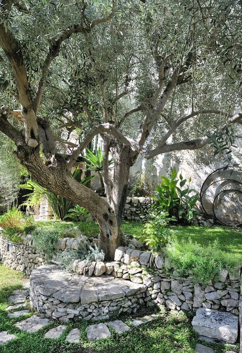 Olive Trees Landscape, Olive Trees Garden, Growing Olive Trees, Dream Garden Backyards, Front Lawn Landscaping, River Rock Garden, Interior Design Images, Fall Garden Vegetables, Recycled Garden