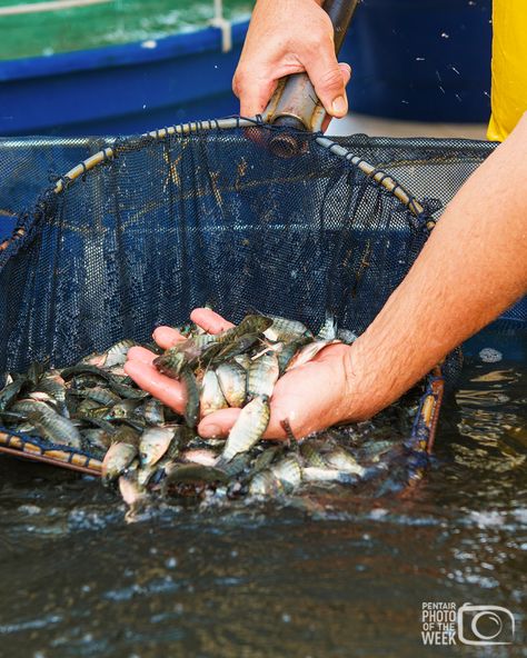 Fish Hatchery, Aqua Culture, Sustainable Seafood, Fish Farming, Sustainable Food, New Tank, Fish Tank, Take A, Fish