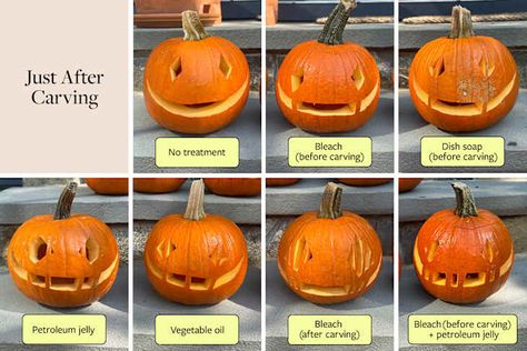 I Tried the Internet's Favorite Jack-o'-lantern Hacks, and Never Saw The Winner Coming Preserve Carved Pumpkin, Jack O Latern, Carved Pumpkins, Classic Decor, Diy Halloween Decorations, Halloween Season, The Winner, Jack O, Apartment Therapy