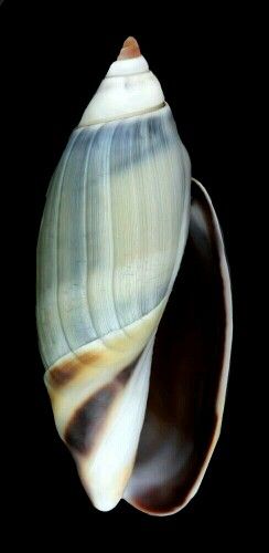 Olive Olive Shell, Seashells Photography, Crystal Seashells, Creature Marine, Ocean Treasures, She Sells Seashells, Snail Shell, Seashell Art, Shell Art