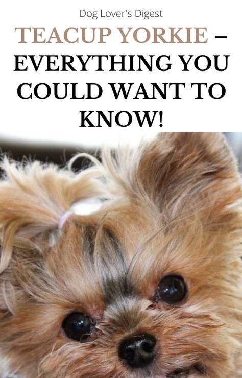 This updated guide covers everything you need to know about teacup yorkies. Teacup Yorkie Haircut, Yea Cup Yorkie, Yorkie Teacup Puppies, Tea Cup Yorkies, Yorkie Teddy Bear Cut, Tea Cup Yorkie, Yorkie Puppy Training, Micro Teacup Yorkie, Yorkie Training