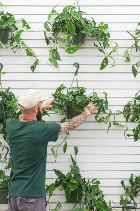 As an avid climber, M. adansonii loves to travel. If you give it a trellis to crawl on, it may pay you back with larger leaves to admire. But this monstera also looks great as a hanging plant with its long, slender stems dangling down from a pot or crawling along the top of a bookshelf. Monstera Adansonii Climbing, Trailing Monstera Adansonii, Monstera Staking, Mini Monstera Plant Climbing, Monstera Deliciosa Moss Pole, Monstera Adansonii, Swiss Cheese Plant, Cheese Plant, Monstera Deliciosa