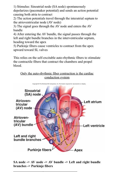 Cardiac conduction system Is the sequence of electrical signals that pass through the heart and ensure cardiac chambers contract in a coordinated manner. Cardiac Conduction System Nursing, Heart Electrical System, Electrical Conduction Of Heart, Conduction Of The Heart, Electrical Conduction System Of The Heart, Heart Conduction System, Electrical System Of The Heart, Electrophysiology Of The Heart, Conduction System Of The Heart