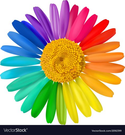 Color Wheel Art, Rainbow Images, Chamomile Flower, Bloom Blossom, Chamomile Flowers, Unique Flowers, Color Activities, Rainbow Flowers, Color Wheel