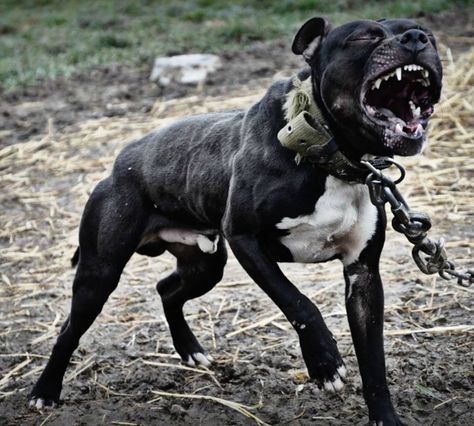 APBT Pitbull Dog Angry, Pit Bull Puppies, Fit Dogs, Bully Breeds Dogs, Angry Dog, Pitt Bull, Scary Dogs, American Pitbull, Bully Dog