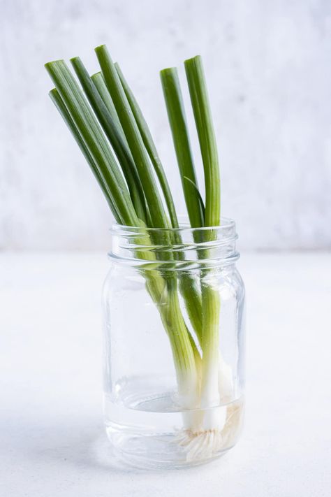 Best Way To Store Green Onions, How To Keep Green Onions Fresh, How To Store Green Onions, Storing Green Onions, Store Green Onions, Green Onions Recipes, Green Onions Growing, Smoked Salmon Dip, Growing Onions