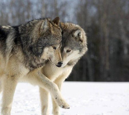 Wolf Stuff, Wolf Photos, Wolf Wallpaper, Wolf Love, Beautiful Wolves, All About Horses, Wolf Dog, Cute Gif, Wildlife Photography