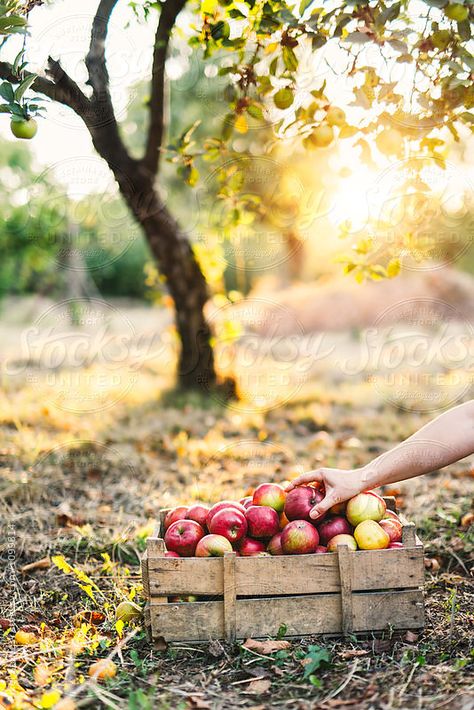 Apple Orchard Photography, Orchard Photography, Autumn Tale, Harvest Farm, Apple Farm, Local Farmers Market, Apple Fruit, Apple Orchard, Autumn Beauty