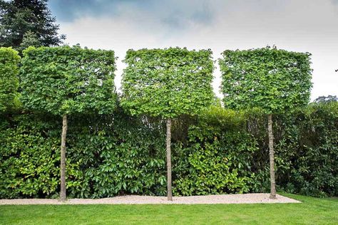 Landscape Screening Ideas, Hedge Trees Privacy Screens, Trees To Block Out Neighbours, Espalier Trees Fence, Evergreen Pleached Trees, Pleached Laurel Trees, Pleached Trees Privacy Screens, Pleached Trees Small Garden, Screen Trees