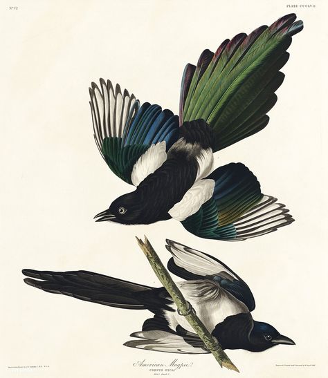 American Magpie from Birds of America (1827) by John James Audubon (1785 - 1851), etched by Robert Havell (1793 - 1878). The original Birds of America is the most expensive printed book in the world and a truly awe-inspiring classic. | free image by rawpixel.com Magpie Tattoo, Magpie Art, Vintage Bird Illustration, Bird Illustrations, Audubon Birds, Bird Clipart, James Audubon, Birds Of America, John James Audubon