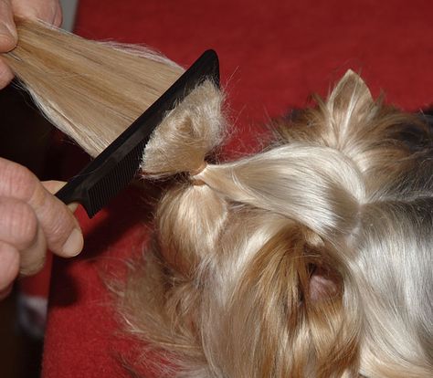 Dog On Top - Preparation of the TopKnot Yorkie Puppy Care, Yorkie Cuts, Yorkie Hairstyles, Teacup Yorkie For Sale, Dog Hot Spots, Yorkie Haircuts, Dog Grooming Styles, Dog Grooming Tips, Dog Haircuts