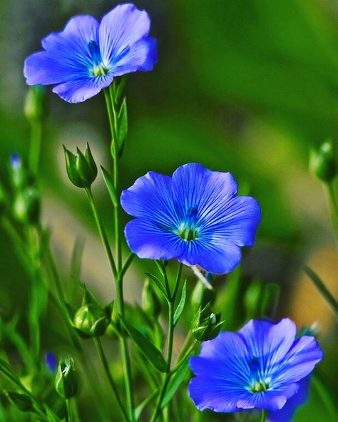 #linen #flowers #blue #pinterest Flax Flowers, Beautiful Flowers Garden, Airbrush Art, Beautiful Flowers Wallpapers, Flowers Perennials, Flower Beauty, Flower Images, Flowers Nature, Beautiful Blooms