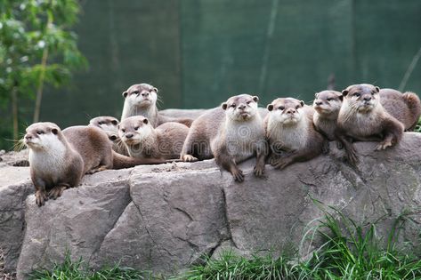 Otter family. A family group of otters rest on a rock , #sponsored, #group, #family, #Otter, #rock, #rest #ad Otter Facts, Otter Family, Family Den, Social Structure, Otters Cute, Otter Love, Baby Otters, Free Art Prints, Sea Otter