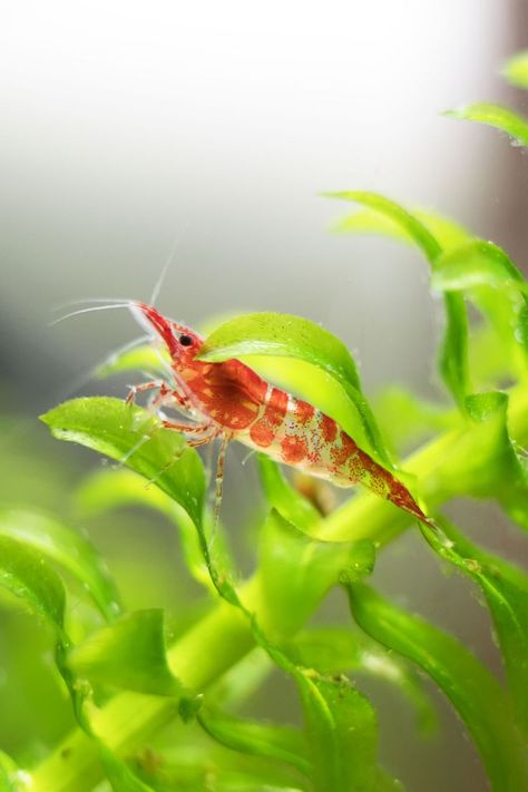 Cherry shrimp Shrimp In Ocean, Shrimp Fursona, Shrimp Pet, Shrimp Alive, Shrimp Aesthetic, Shrimp Animal, Shrimp Wallpaper, Fire Shrimp, Shrimp Painting