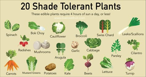 With a rise in people wanting to become more sustainable, finding places to grow things can be tricky. That’s why you’re going to be shocked to discover that there are over 20 shade tolerant plants that you can grow in areas of the garden that you normally thought couldn’t be utilized. These edible shade tolerant Shade Tolerant Plants, Summer Vegetables, Shade Perennials, Veg Garden, Tomato Garden, Home Vegetable Garden, Food Garden, Edible Plants, Shade Plants