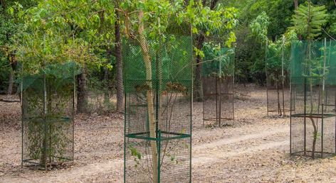 4 Reasons to Use Wire Mesh Tree Guards in Your Landscaping Tree Guard Ideas, Hog Wire Fence, Tree Guards, Wire Mesh Screen, Chicken Wire Crafts, Nut Trees, Large Trees, Landscaping Trees, Gutter Guard