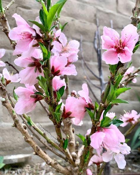 Nectarine Blossom, Nectarine, Cherry Blossoms, Cherry Blossom, Blossom, Cherry, Flowers, Nature