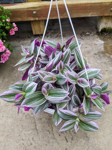 Learn all about tradescantia nanouk care and propagation, including how to help this gorgeous new cultivar thrive. Wondering Jew Plant, Wondering Jew, Jew Plant, Full Sun Flowers, Tradescantia Zebrina, Wandering Jew Plant, Growing Garden, Light Purple Flowers, Plant Care Houseplant