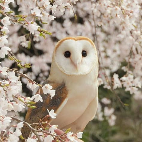 Owl Pictures, Beautiful Owl, Pretty Animals, Silly Animals, Baby Owls, Sirius Black, Pretty Birds, Barn Owl, Cute Owl