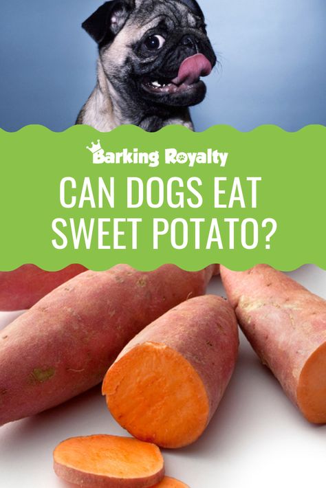 Is sweet potato healthy for dogs? Does it have any benefits for canines? Read on and discover #dognutrition #dog #dogs #sweetpotato Sweet Potato For Dogs, Sweet Potato Dog Food Recipe, Sweet Potato Baby Food, Sweet Potato Benefits, Raw Sweet Potato, Boiling Sweet Potatoes, Sweet Potato Dog Treats, Freeze Sweet Potatoes, Steamed Sweet Potato