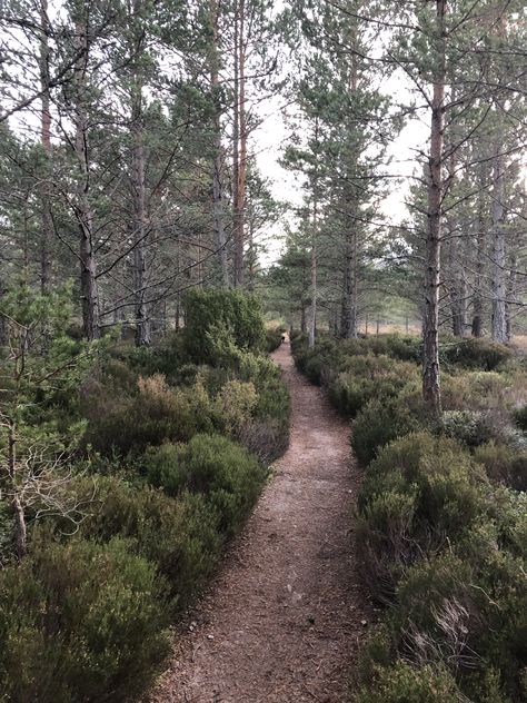 Aviemore Scotland, Beautiful Sights, I Want To Travel, London Uk, Pretty Places, Scotland, Forest, Country Roads, London