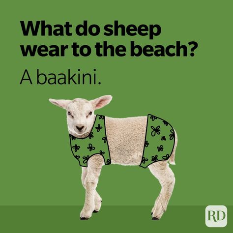 Sheep Puns, Lunchbox Jokes, Punny Jokes, Lame Jokes, Cheesy Jokes, Dad Jokes Funny, Funny Jokes For Kids, Corny Jokes, Puns Jokes