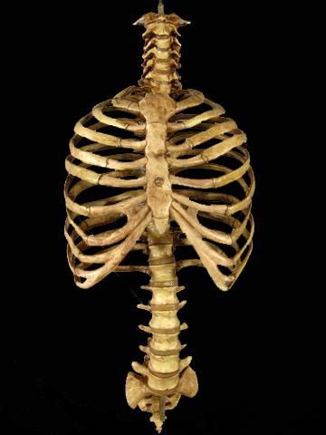 Spine And Ribcage, Rib Cage Drawing, Cage Drawing, Skeleton Spine, Human Rib Cage, Halloween Animatronics, Masks Halloween, Ghost Album, Skeleton Drawings