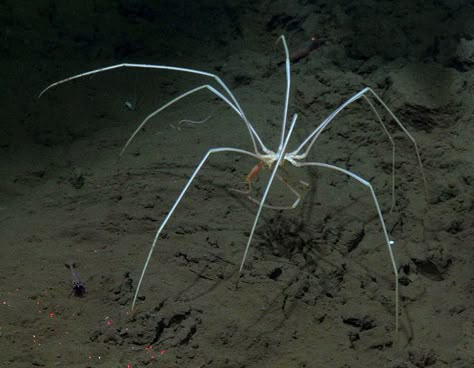 sea spider walking over a small shrimp on the seabed, 7 June 2012. (Depth: 2644m)    Credit: CSSF/NEPTUNE Canada Giant Sea Spider, Cool Sea Creatures, Sea Spider, Creepy Animals, Cool Bugs, Mermaid Painting, Creepy Crawlies, Wild Nature, Ocean Creatures