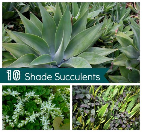 10 Shade Succulents For Your Drought-Tolerant Garden Shade Succulents, California Landscaping, Succulent Garden Landscape, Garden Shade, Succulent Landscape Design, Drought Tolerant Garden, Cactus Planta, Drought Tolerant Landscape, Succulent Landscaping