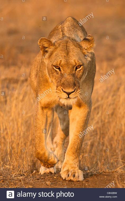 Download this stock image: lioness walking straight towards camera looking menacing - C8H2BW from Alamy's library of millions of high resolution stock photos, illustrations and vectors. Cat Walking Towards Camera, Lioness Walking Tattoo, Lioness Walking, Lion Walking, Son Tattoos, Lioness And Cubs, Lioness Tattoo, Female Lion, Wild Lion