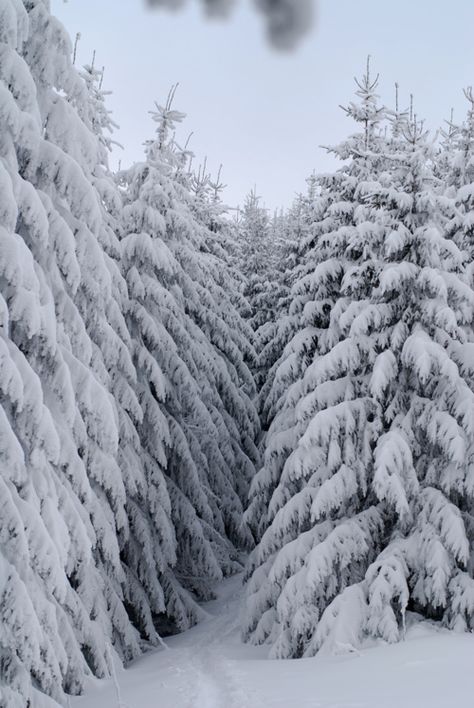 Time for a nice winter walk. Arte Pin Up, Magic Nature, Arctic Blast, Snow Falling, I Love Snow, Wild Garden, Winter Schnee, Trees Forest, Winter's Tale