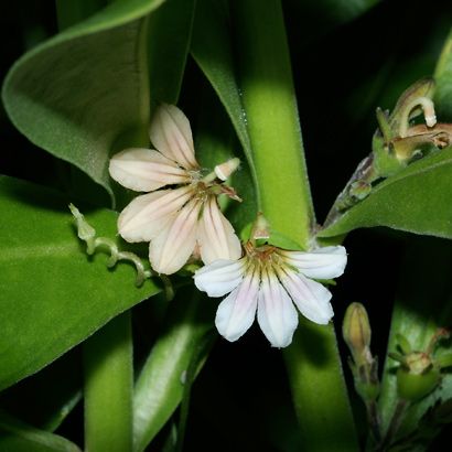 Scaevola sericea - Beach Naupaka, Naupaka Kahakai, Half-flower Hawaii Plants, Hawaiian Plants, Flower Hawaii, Half Flower, Plants And Flowers, The Plant, Tropical Flowers, Hawaii, Plants