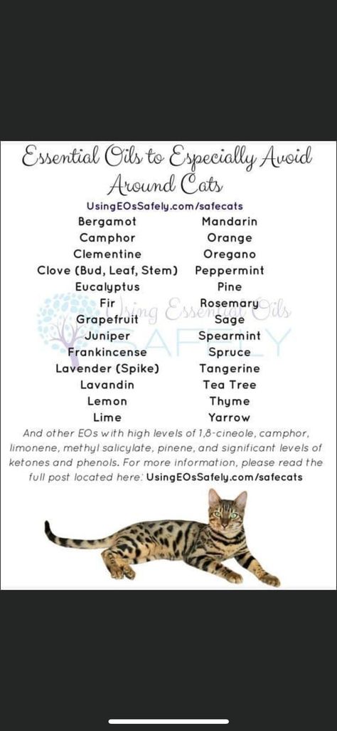 Cat Friendly Over The Counter Medication, Cat Friendly Over The Counter Medicine, Cat Medicine, Clove Bud, Pet Stuff, Cat Friendly, For Cats, Tea Tree, Home Remedies