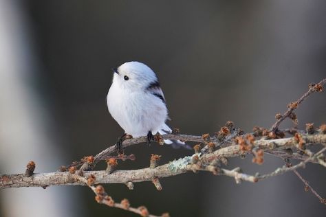 Estos tiernos pájaros de Japón parecen pequeñas bolas de algodón Fat Bird, Japanese Bird, Mix Photo, Tiny Bird, Rare Animals, White Bird, Bird Toys, Cotton Ball, Cute Birds