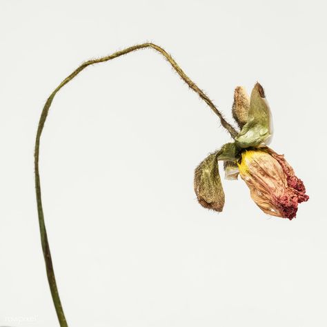 Dried poppy flower on an off white background | premium image by rawpixel.com / KUTTHALEEYO Texture Projects, Dried Poppy, Dead Flowers, Off White Background, Dry Flower, Flower Green, Poppy Flower, Dried Flower, Flowers Photography